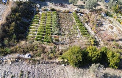 Karaburun Eğlenhoca'da Yatırımlık 1220 m2 Tarla