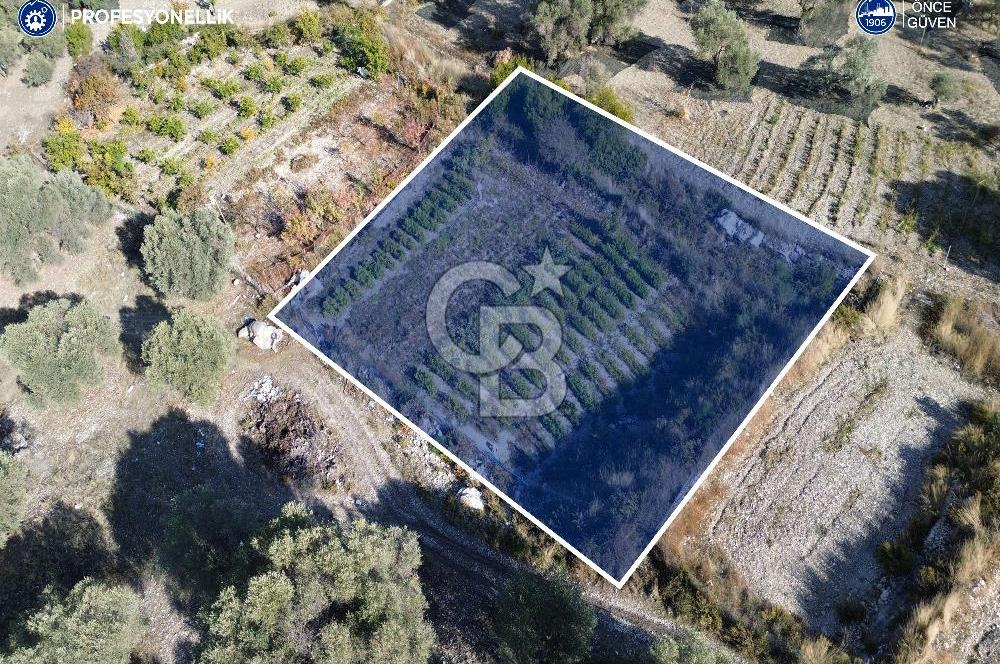 Karaburun Eğlenhoca'da Yatırımlık 1220 m2 Tarla