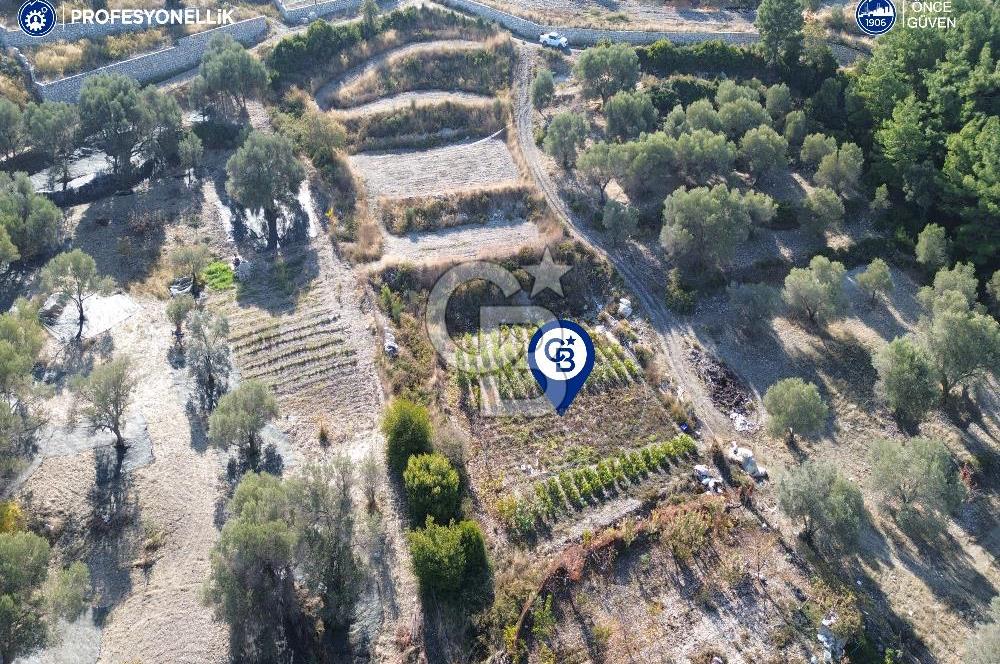 Karaburun Eğlenhoca'da Yatırımlık 1220 m2 Tarla