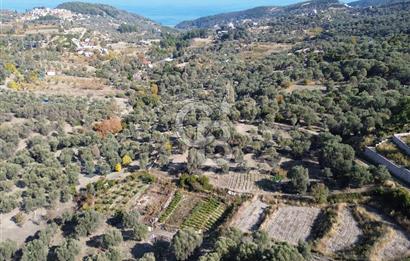 Karaburun Eğlenhoca'da Yatırımlık 1220 m2 Tarla