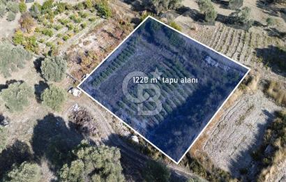 Karaburun Eğlenhoca'da Yatırımlık 1220 m2 Tarla