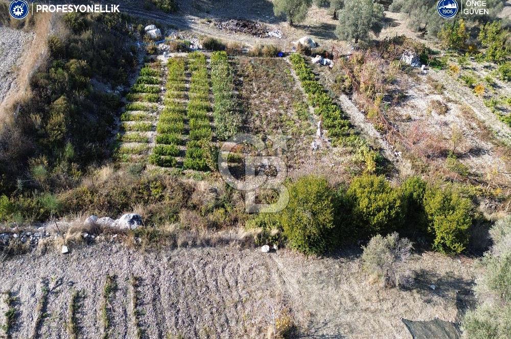Karaburun Eğlenhoca'da Yatırımlık 1220 m2 Tarla