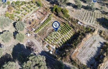 Karaburun Eğlenhoca'da Yatırımlık 1220 m2 Tarla