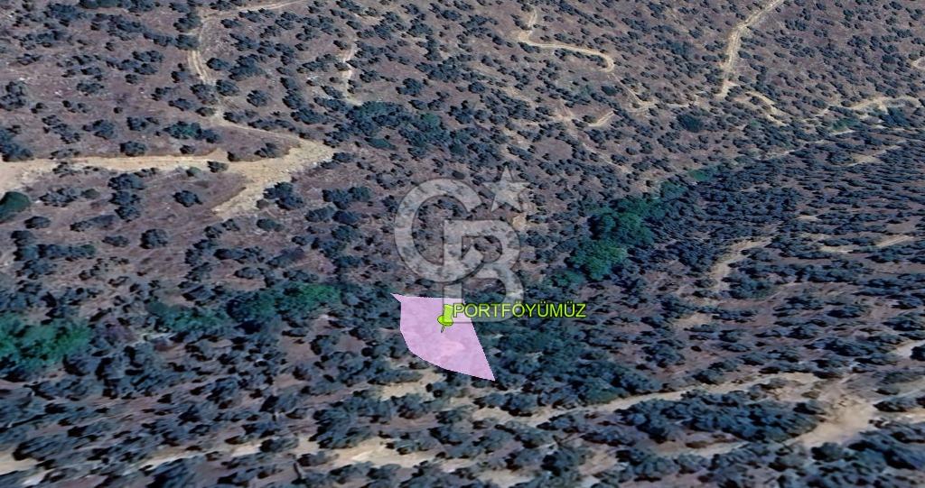 AYDIN'DA  SATILIK ZEYTİNLİK