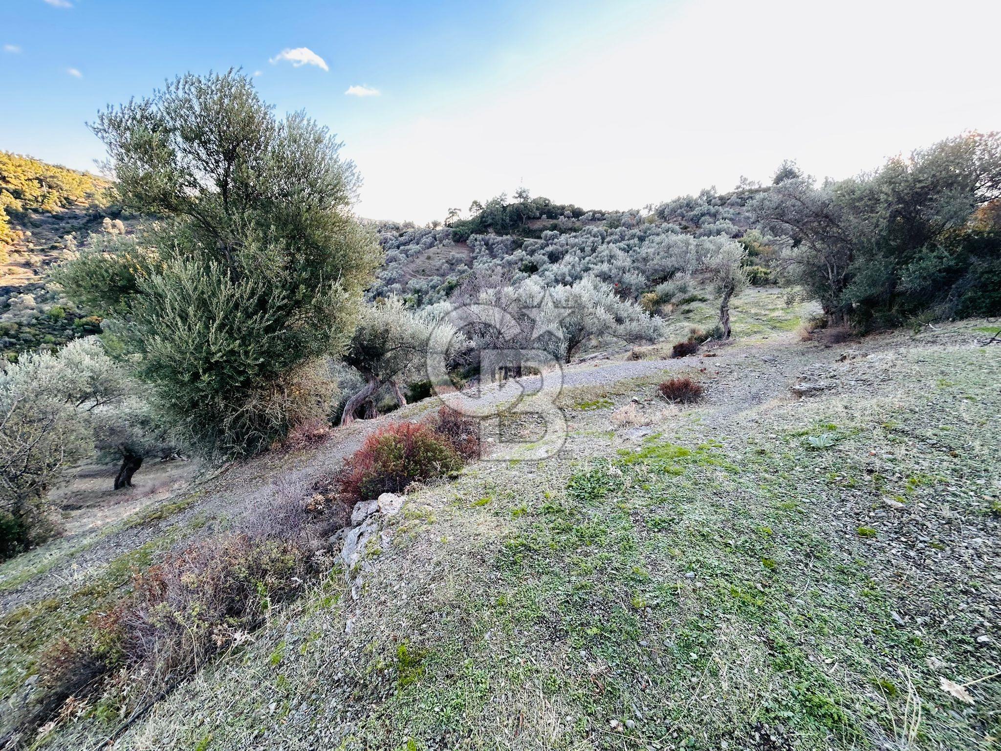 Seferihisar Beyler' de Satılık Zeytinlik