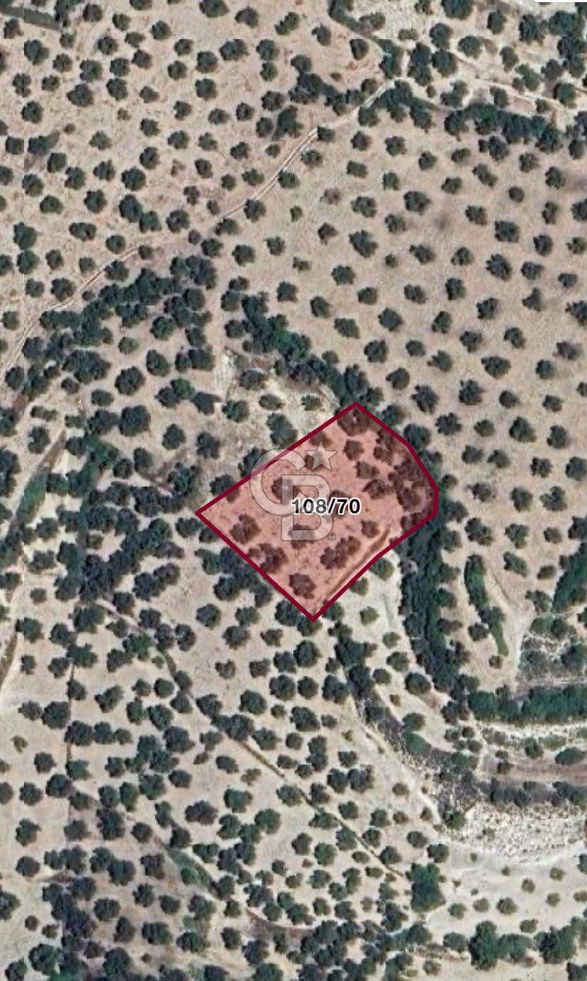 Mutluköy'de Satılık Zeytinlik