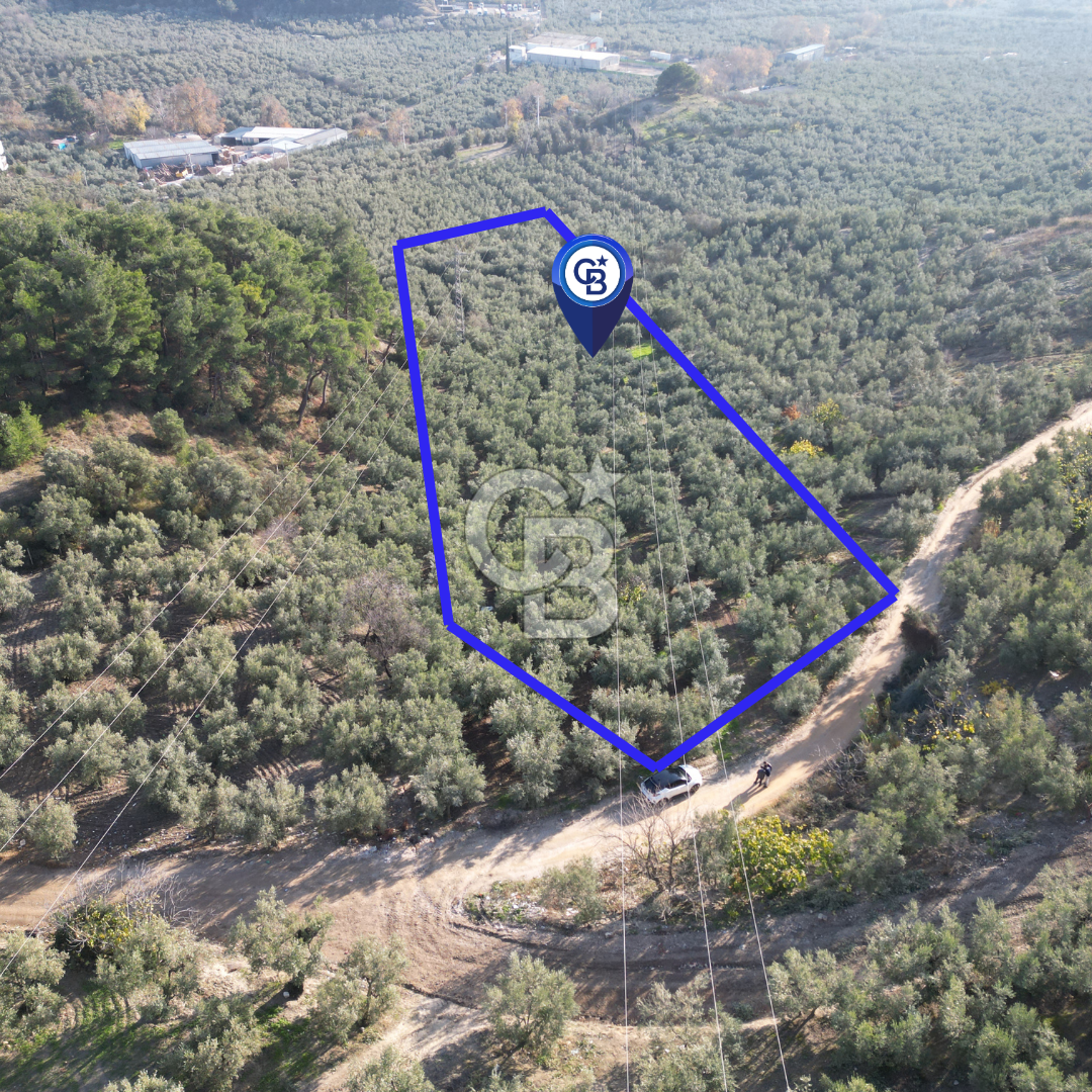 MUDANYA ÖMERBEY MH.'NDE YOLA 60 METRE CEPHELİ SATILIK ZEYTİNLİK