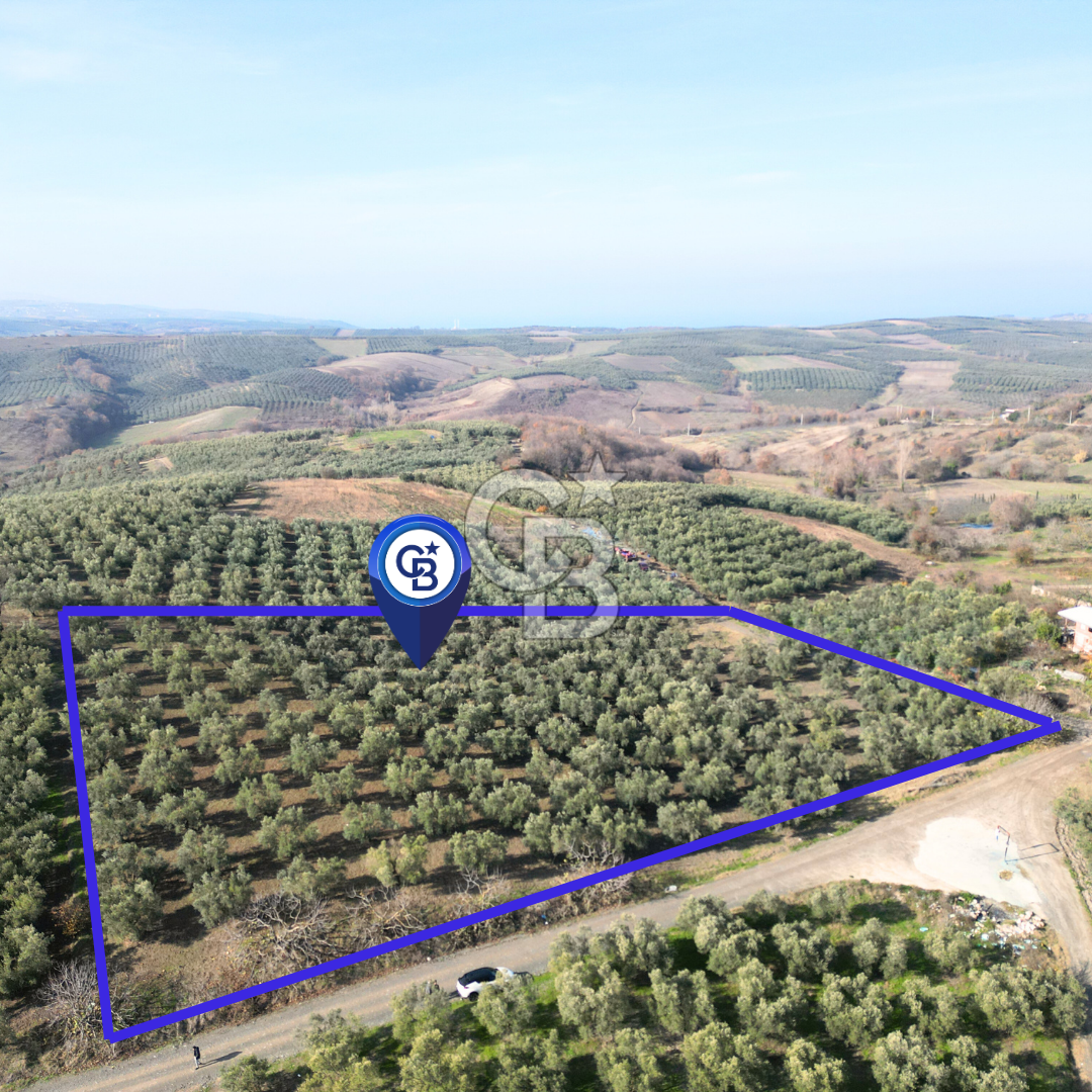 MUDANYA YAMAN MH.'NDE YOLA 120 METRE CEPHELİ SATILIK ZEYTİNLİK