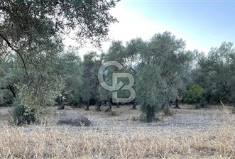Satılık Zeytin Bahçesi