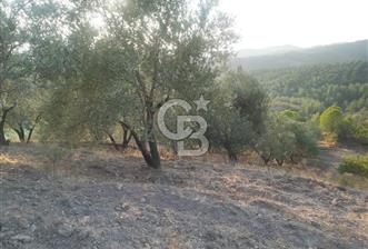 BALIKESİR AYVALIK MÜKEMMEL ZEYTİN'LİK 40.805 M2