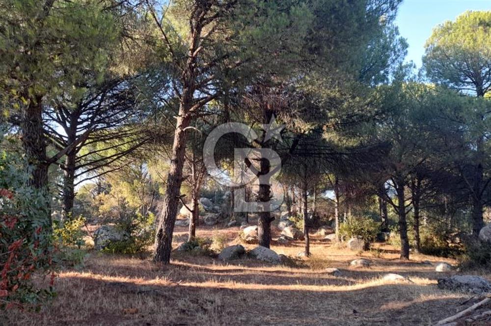 BERGAMA HİSAR KÖYÜ FISTIK'LIK ARAZİ YATIRIMLIK MİRAS PAYLAŞIMI