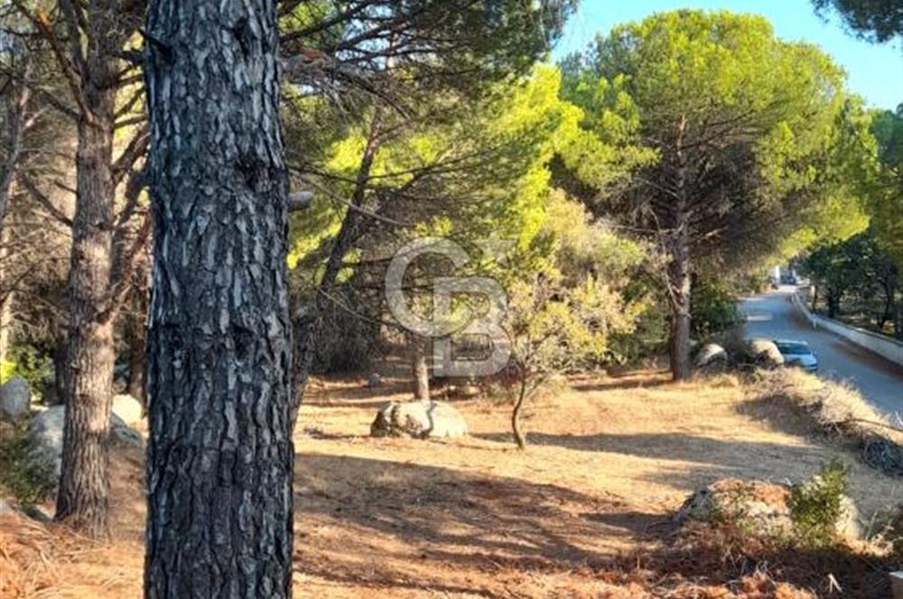 BERGAMA HİSAR KÖYÜ FISTIK'LIK ARAZİ YATIRIMLIK MİRAS PAYLAŞIMI