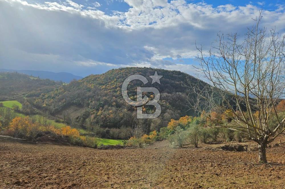 YALOVA ÇİFTLKKÖY DENİZÇALI KÖYÜNDE SATILIK 5239 M2 TARLA !