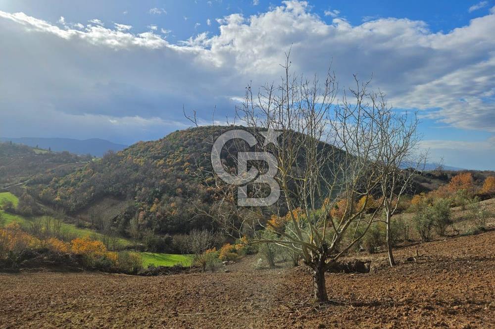 YALOVA ÇİFTLKKÖY DENİZÇALI KÖYÜNDE SATILIK 5239 M2 TARLA !