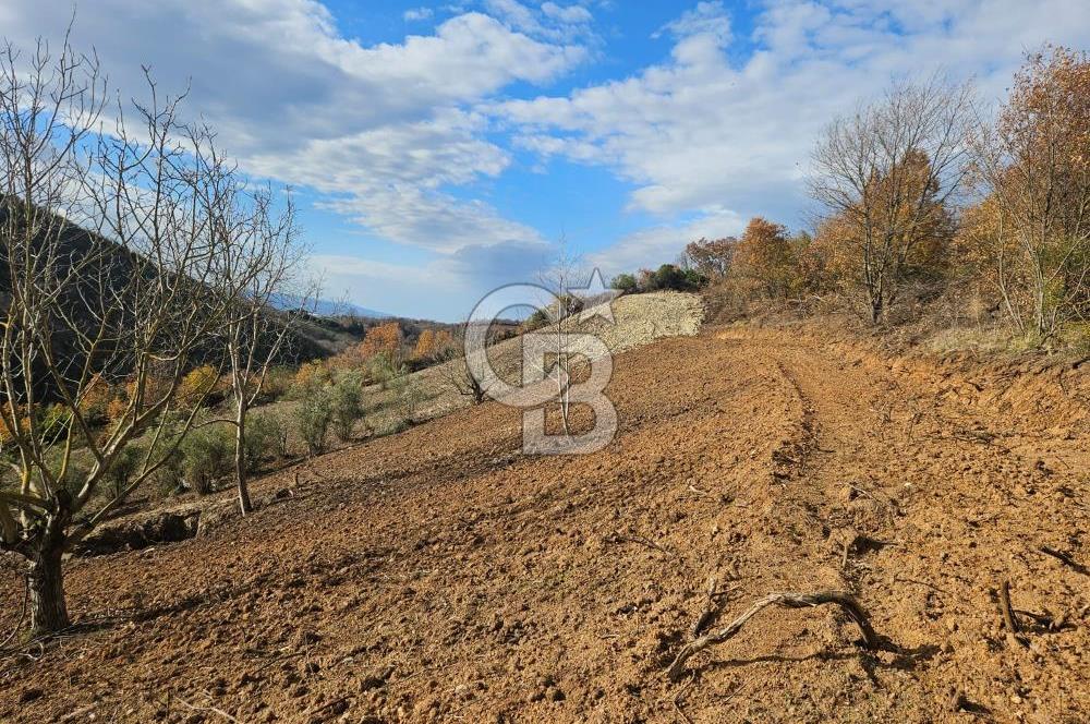 YALOVA ÇİFTLKKÖY DENİZÇALI KÖYÜNDE SATILIK 5239 M2 TARLA !