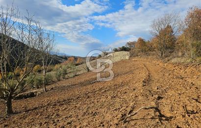 YALOVA ÇİFTLKKÖY DENİZÇALI KÖYÜNDE SATILIK 5239 M2 TARLA !