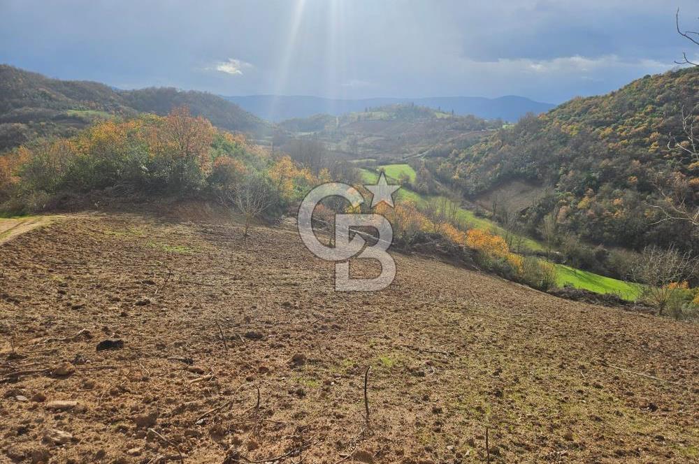 YALOVA ÇİFTLKKÖY DENİZÇALI KÖYÜNDE SATILIK 5239 M2 TARLA !