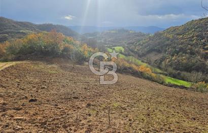 YALOVA ÇİFTLKKÖY DENİZÇALI KÖYÜNDE SATILIK 5239 M2 TARLA !