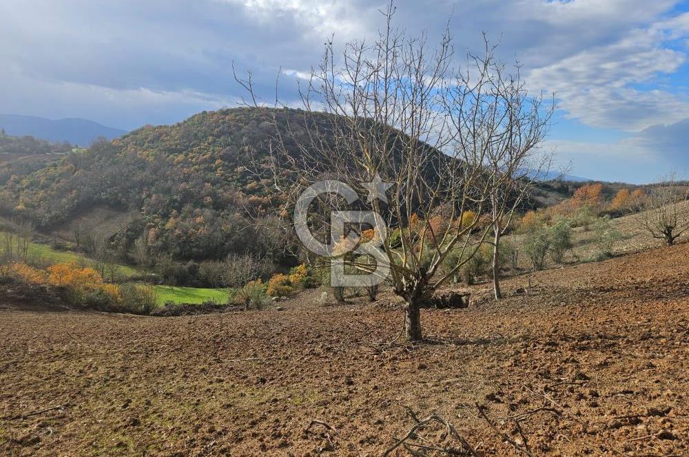 YALOVA ÇİFTLKKÖY DENİZÇALI KÖYÜNDE SATILIK 5239 M2 TARLA !