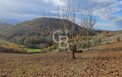 YALOVA ÇİFTLKKÖY DENİZÇALI KÖYÜNDE SATILIK 5239 M2 TARLA !