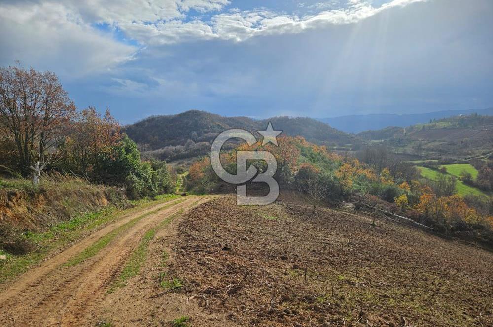 YALOVA ÇİFTLKKÖY DENİZÇALI KÖYÜNDE SATILIK 5239 M2 TARLA !