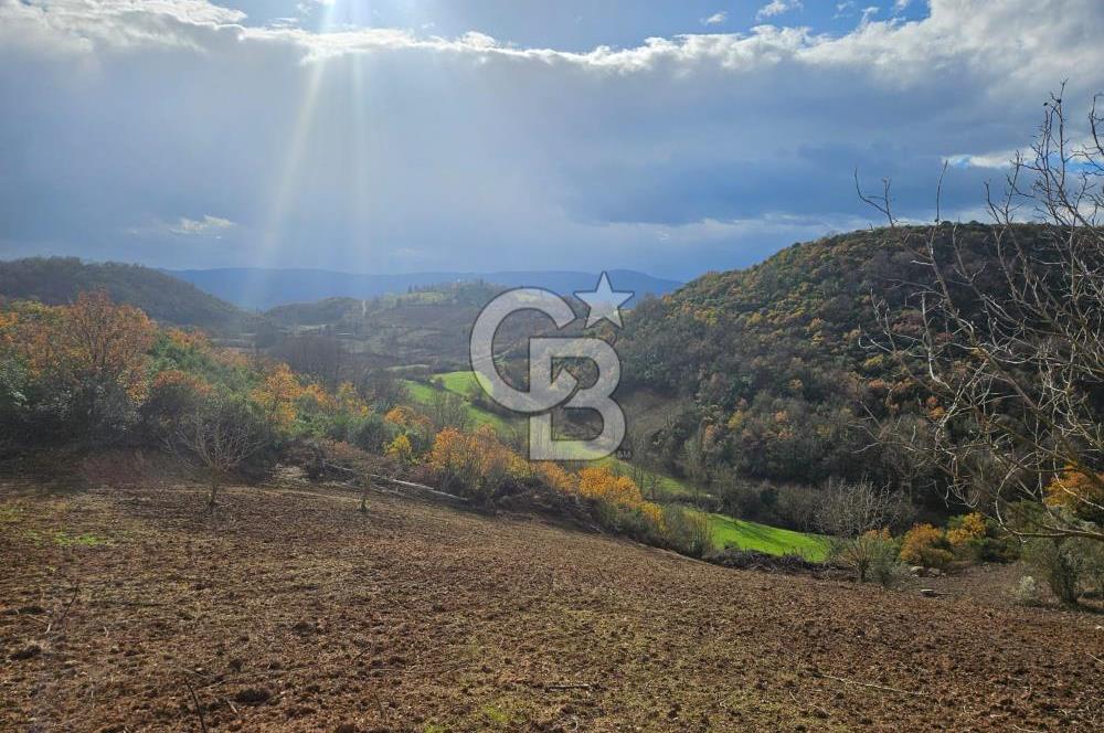 YALOVA ÇİFTLKKÖY DENİZÇALI KÖYÜNDE SATILIK 5239 M2 TARLA !