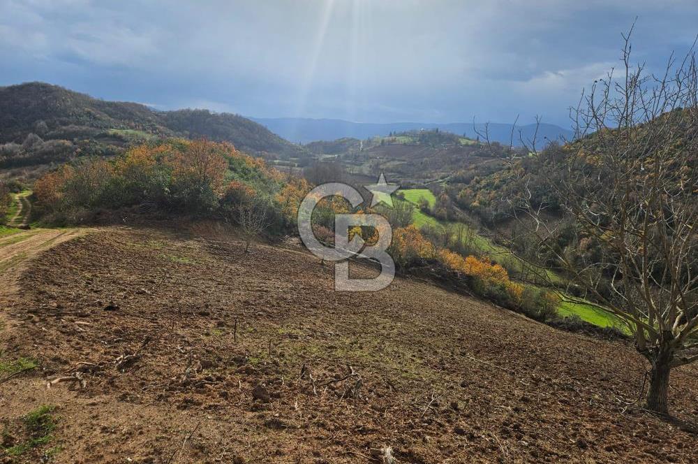 YALOVA ÇİFTLKKÖY DENİZÇALI KÖYÜNDE SATILIK 5239 M2 TARLA !