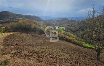 YALOVA ÇİFTLKKÖY DENİZÇALI KÖYÜNDE SATILIK 5239 M2 TARLA !