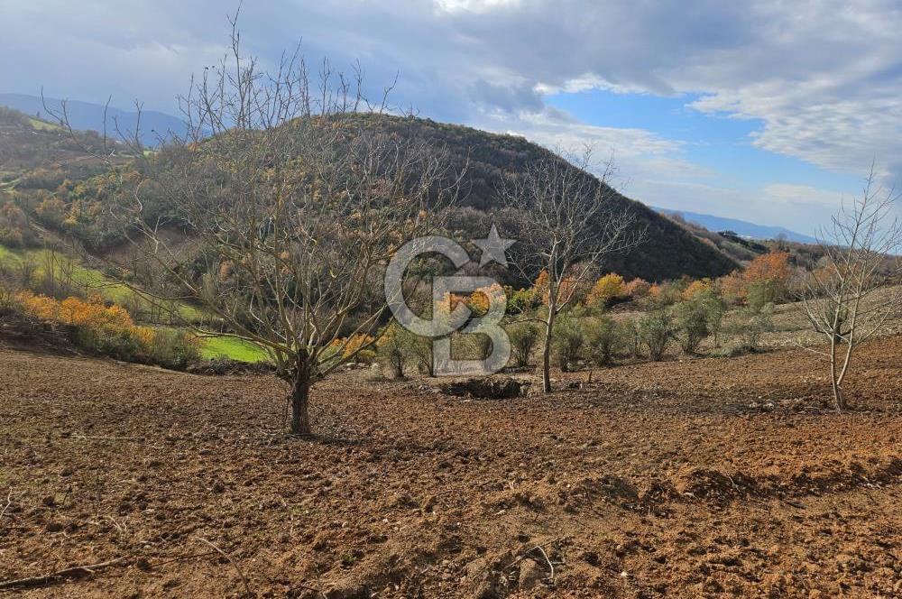 YALOVA ÇİFTLKKÖY DENİZÇALI KÖYÜNDE SATILIK 5239 M2 TARLA !