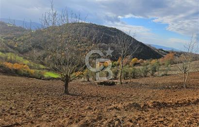 YALOVA ÇİFTLKKÖY DENİZÇALI KÖYÜNDE SATILIK 5239 M2 TARLA !