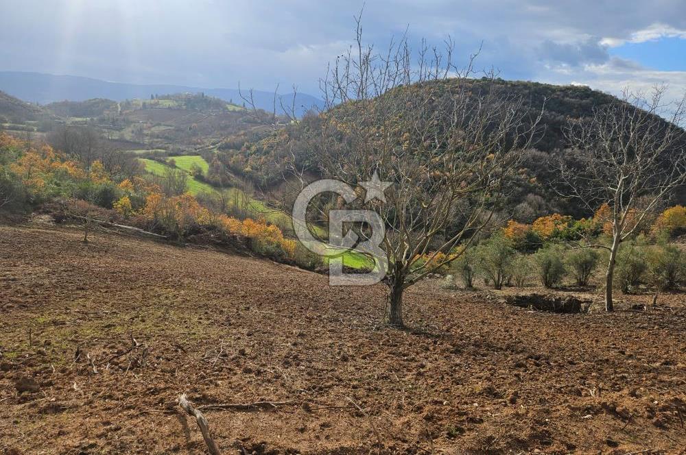 YALOVA ÇİFTLKKÖY DENİZÇALI KÖYÜNDE SATILIK 5239 M2 TARLA !