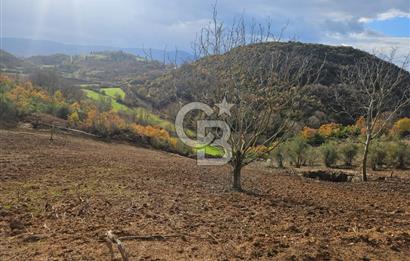 YALOVA ÇİFTLKKÖY DENİZÇALI KÖYÜNDE SATILIK 5239 M2 TARLA !