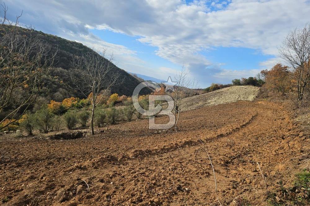 YALOVA ÇİFTLKKÖY DENİZÇALI KÖYÜNDE SATILIK 5239 M2 TARLA !