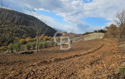 YALOVA ÇİFTLKKÖY DENİZÇALI KÖYÜNDE SATILIK 5239 M2 TARLA !