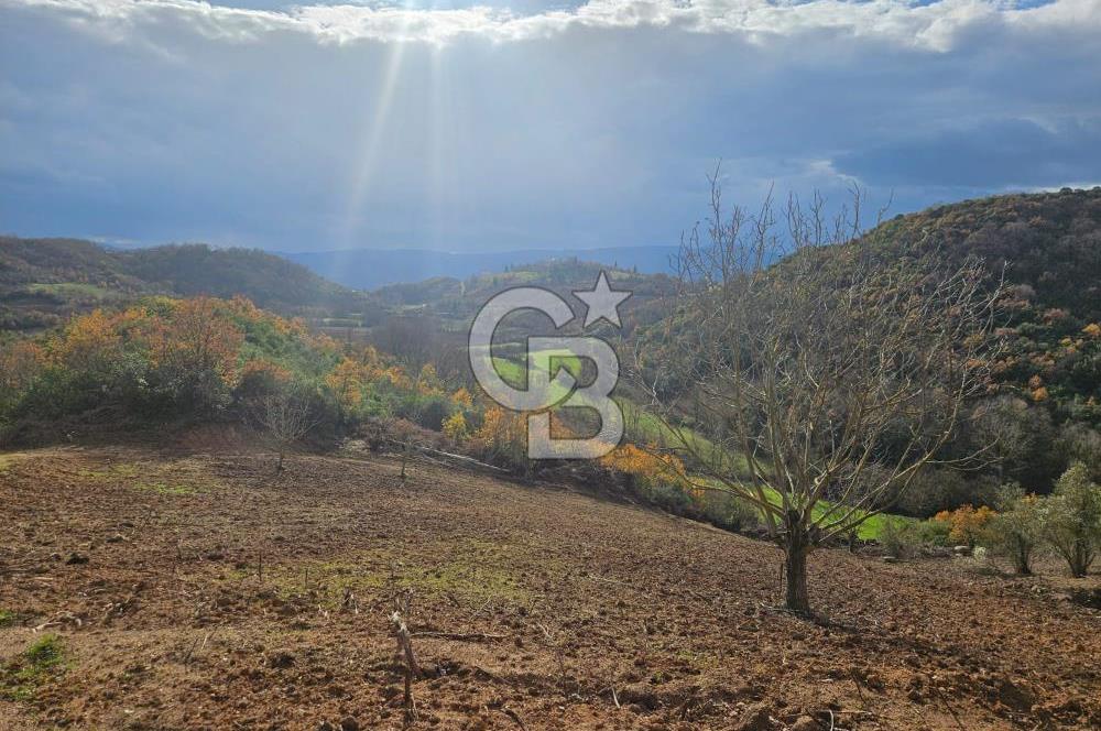 YALOVA ÇİFTLKKÖY DENİZÇALI KÖYÜNDE SATILIK 5239 M2 TARLA !