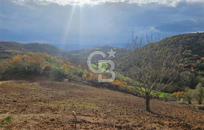 YALOVA ÇİFTLKKÖY DENİZÇALI KÖYÜNDE SATILIK 5239 M2 TARLA !