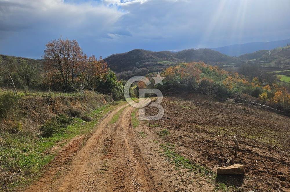 YALOVA ÇİFTLKKÖY DENİZÇALI KÖYÜNDE SATILIK 5239 M2 TARLA !