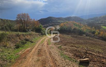 YALOVA ÇİFTLKKÖY DENİZÇALI KÖYÜNDE SATILIK 5239 M2 TARLA !
