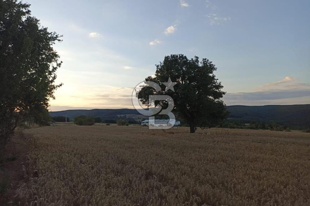 KIRKLARELİ VİZE KIZILAĞAÇDA TİNY HOUSE BÖLGESİNDE FIRSAT TARLA