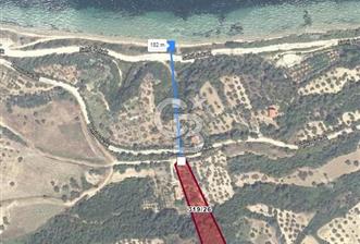 ÇANAKKALE İNTEPE'DE SATILIK 3.946 M2 ZEYTİNLİK