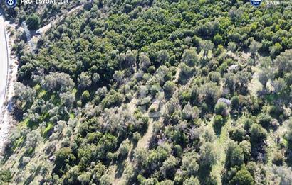 Karaburun Anbarseki 3168 m² Deniz Manzaralı Zeytin Ağaçlı Tarla
