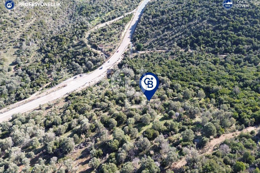 Karaburun Anbarseki 3168 m² Deniz Manzaralı Zeytin Ağaçlı Tarla