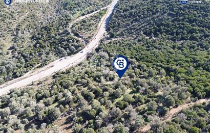 Karaburun Anbarseki 3168 m² Deniz Manzaralı Zeytin Ağaçlı Tarla