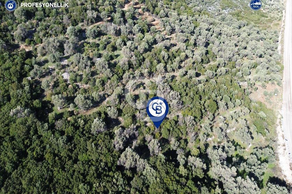 Karaburun Anbarseki 3168 m² Deniz Manzaralı Zeytin Ağaçlı Tarla