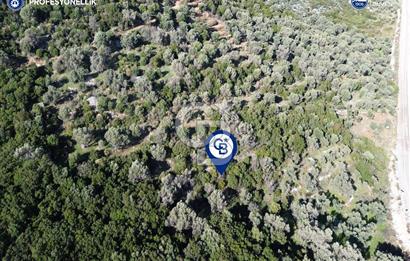 Karaburun Anbarseki 3168 m² Deniz Manzaralı Zeytin Ağaçlı Tarla