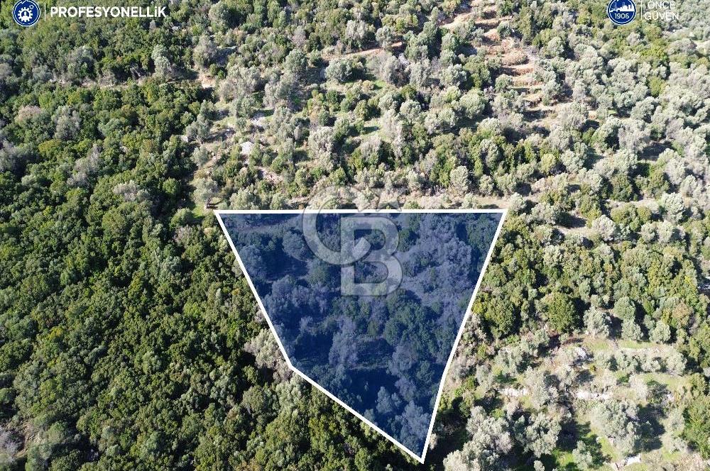 Karaburun Anbarseki 3168 m² Deniz Manzaralı Zeytin Ağaçlı Tarla