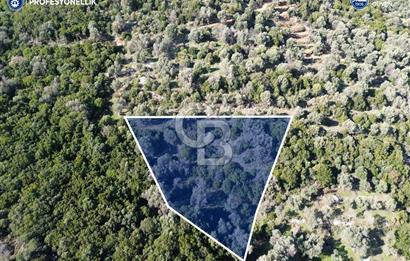 Karaburun Anbarseki 3168 m² Deniz Manzaralı Zeytin Ağaçlı Tarla