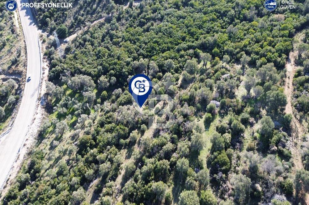 Karaburun Anbarseki 3168 m² Deniz Manzaralı Zeytin Ağaçlı Tarla