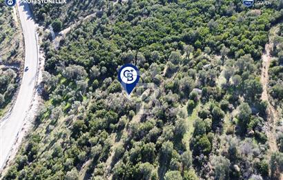 Karaburun Anbarseki 3168 m² Deniz Manzaralı Zeytin Ağaçlı Tarla