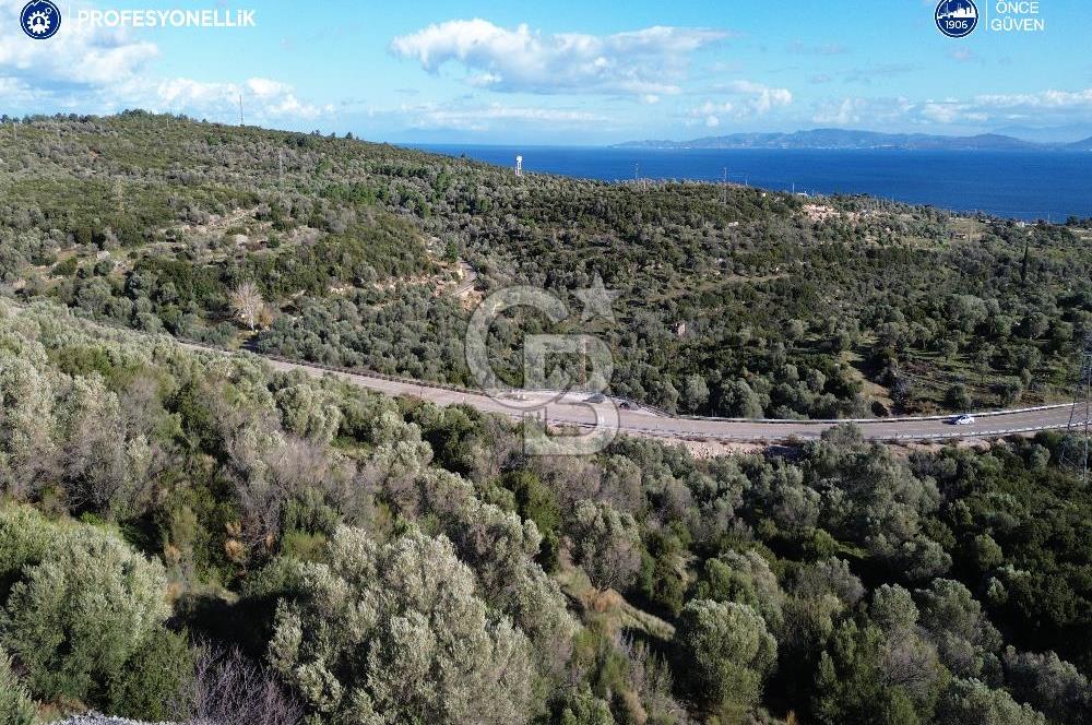 Karaburun Anbarseki 3168 m² Deniz Manzaralı Zeytin Ağaçlı Tarla